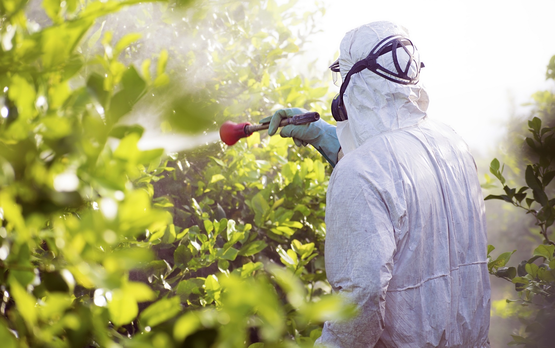 fumigación ecológica