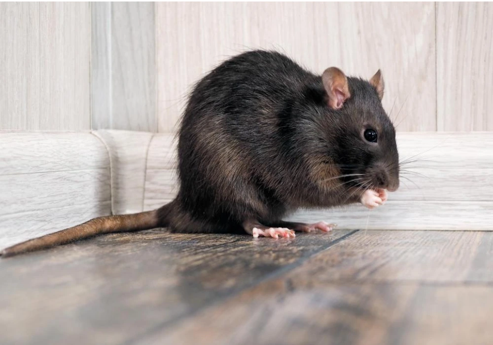 Exterminación de ratas