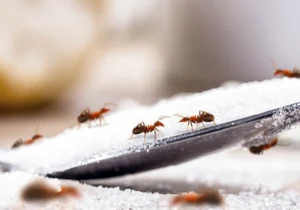 Fumigación de casas para proteger tu hogar de las hormigas
