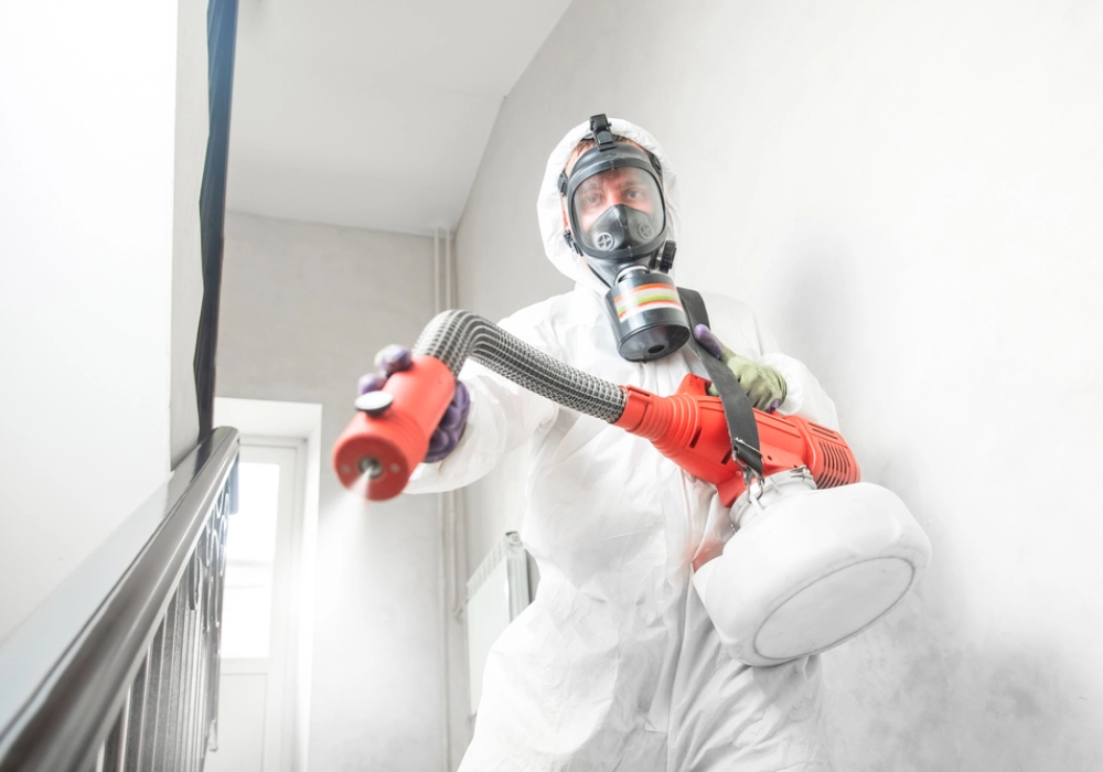 Descubre cómo mantener tu vivienda libre de insectos y roedores si vives en la ciudad