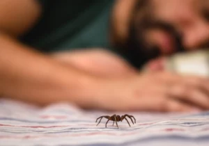 Eliminación de arañas: Servicios profesionales de fumigación para un hogar seguro