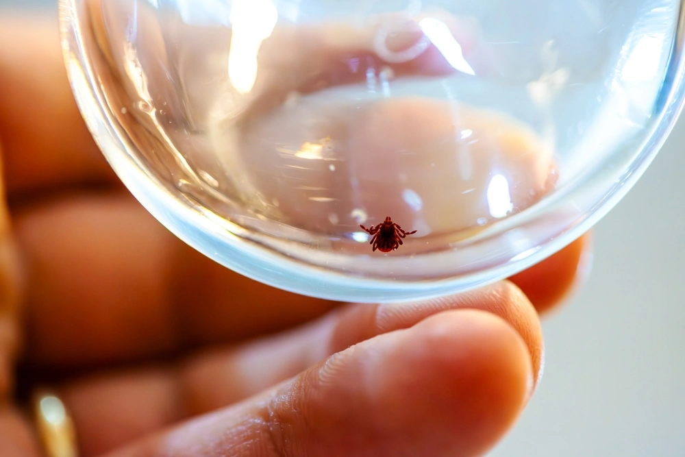 Que es lo mejor para fumigar garrapatas