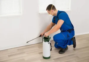 Cómo prevenir ácaros con fumigación de casas efectiva