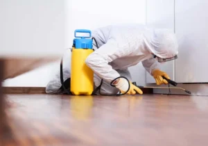 Químicos seguros para fumigar viviendas